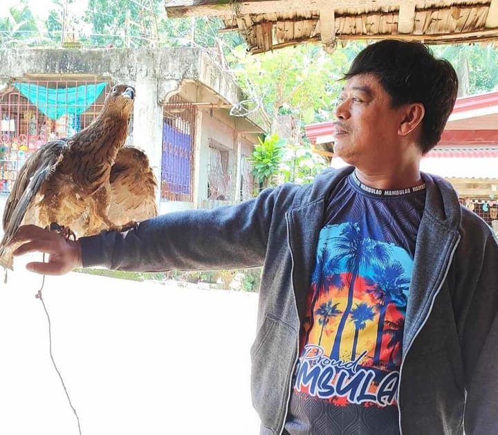 Oriental Honey Buzzard