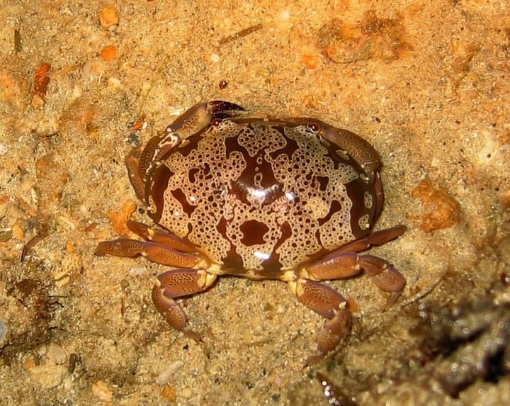 Zosimus Aeneus (Devil crab) in Bicol
