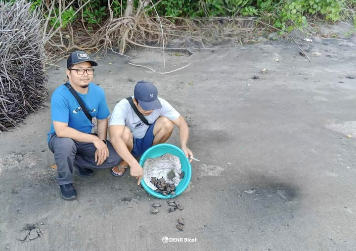 mga pawikan pinakawalan sa Sorsogon
