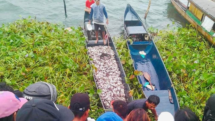 Iniulat ng LGU-Buhi's Lake Development Office (LDO) ang insidente ng fish kill noong Nobyembre 19, 2023, sa Lake Buhi, Camari