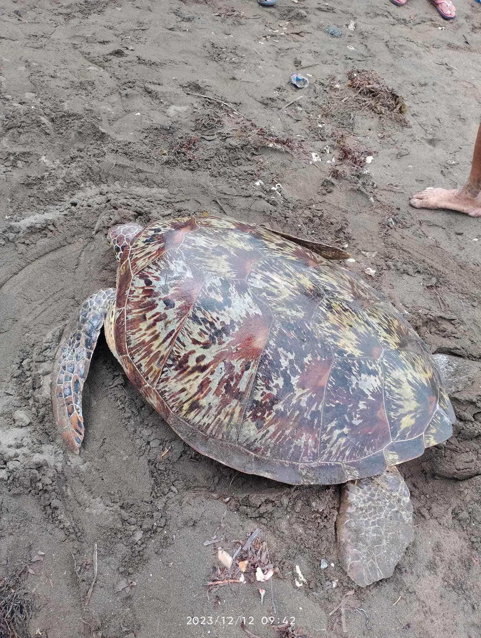 'PAWIKAN, NA NA-STRANDED UMANO, NALIGTAS ASIN PAPAKAWALAN SA MANITO, ALBAY'